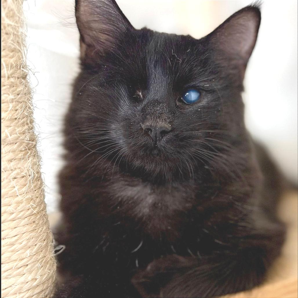 Enlarge Hershey, a Adoptable Domestic Short Hair in Pleasant Hill, CA image 3/6