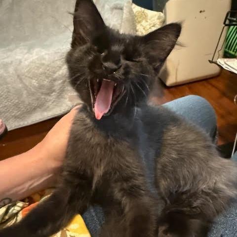 Enlarge Hershey, a Adoptable Domestic Short Hair in Pleasant Hill, CA image 4/6