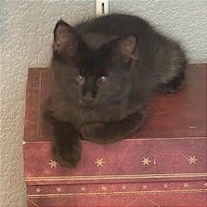 Enlarge Hershey, a Adoptable Domestic Short Hair in Pleasant Hill, CA image 4/6