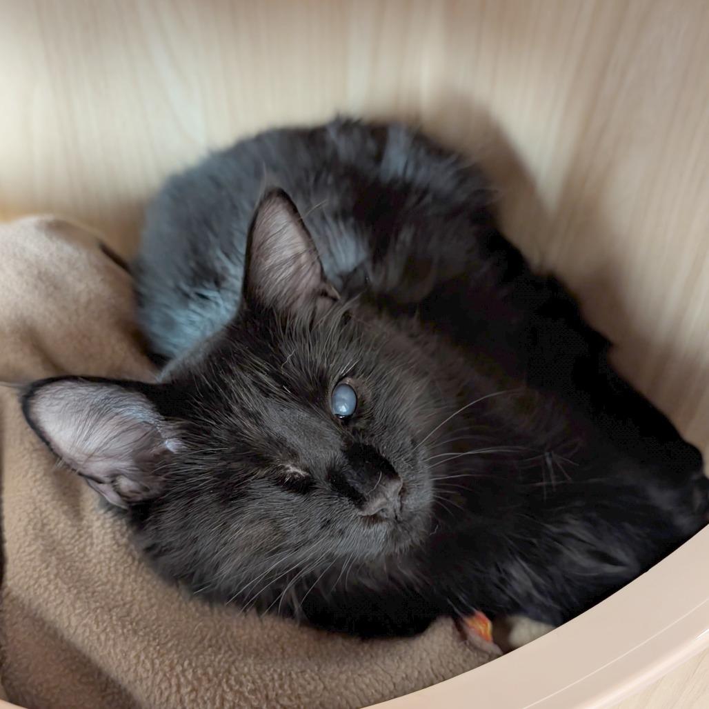 Enlarge Hershey, a Adoptable Domestic Short Hair in Pleasant Hill, CA image 5/6