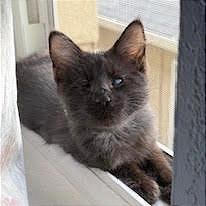 Enlarge Hershey, a Adoptable Domestic Short Hair in Pleasant Hill, CA image 6/6