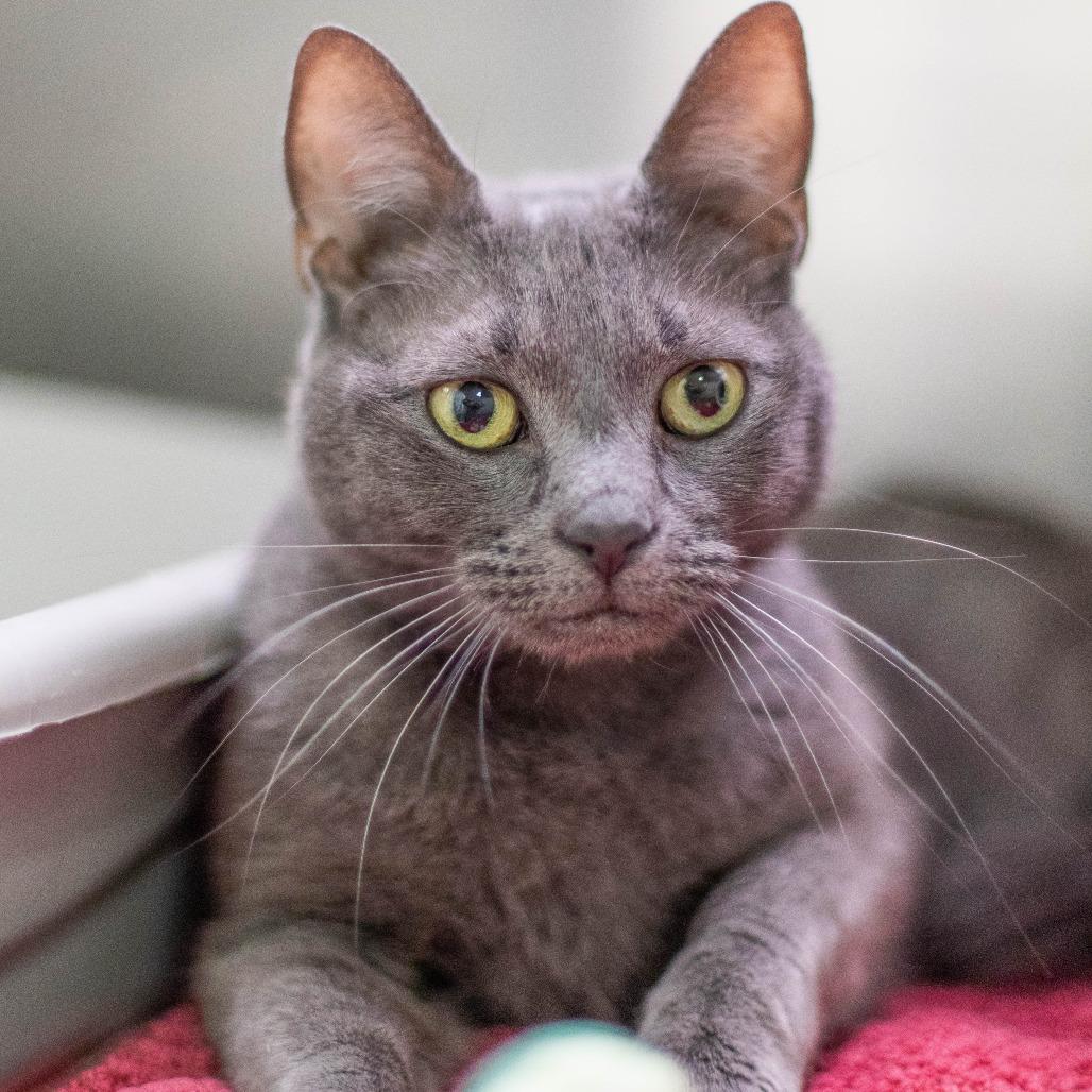 Jenny from the Block, Adoptable, Adult Female Domestic Short Hair.