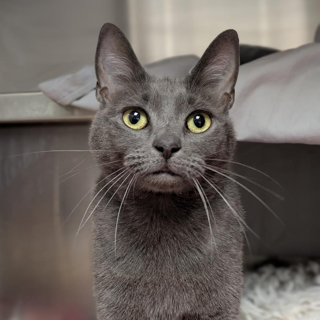Enlarge Jenny from the Block, a Adoptable Domestic Short Hair in South Burlington, VT image 2/2