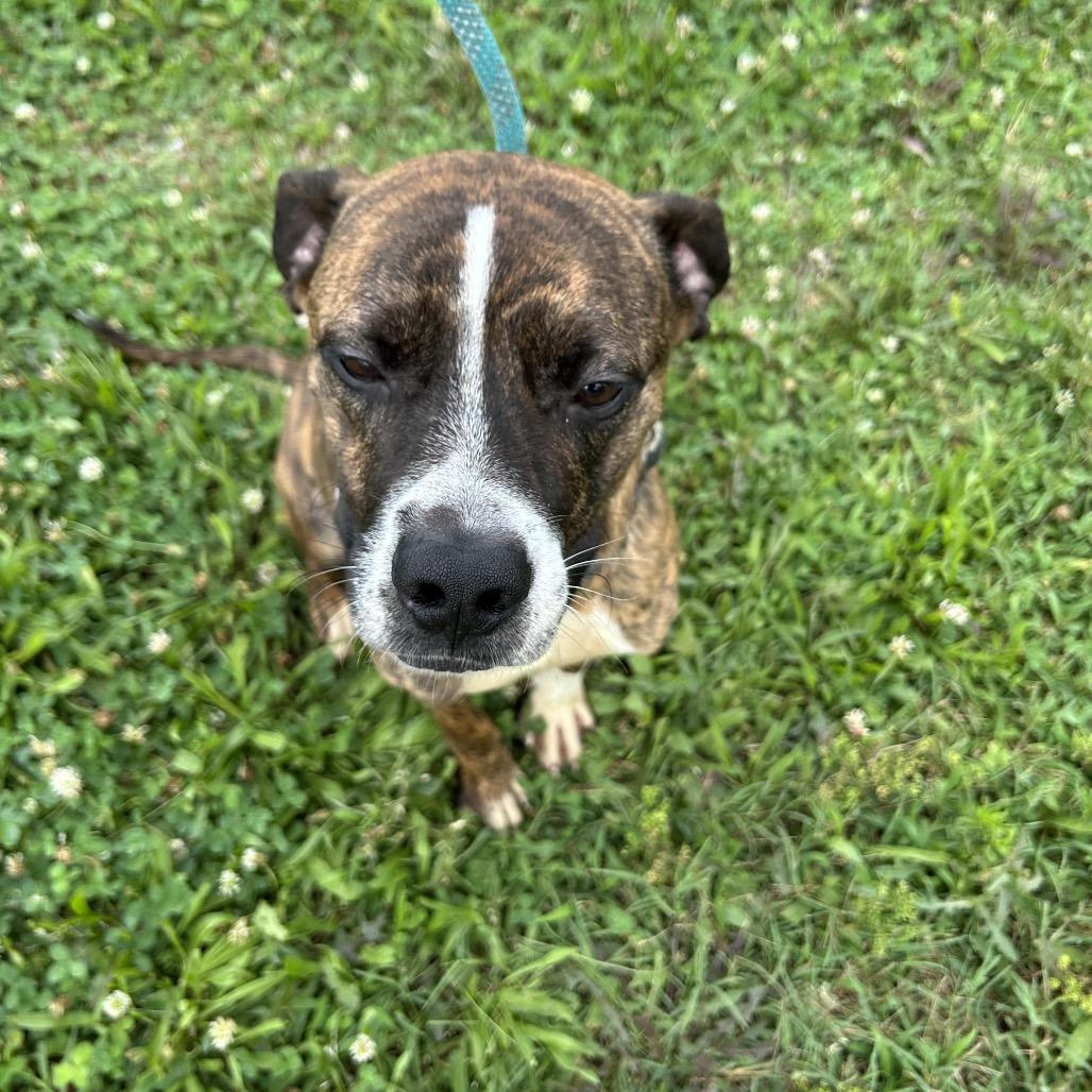 Bart, Adoptable, Adult Male Hound & Mixed Breed.
