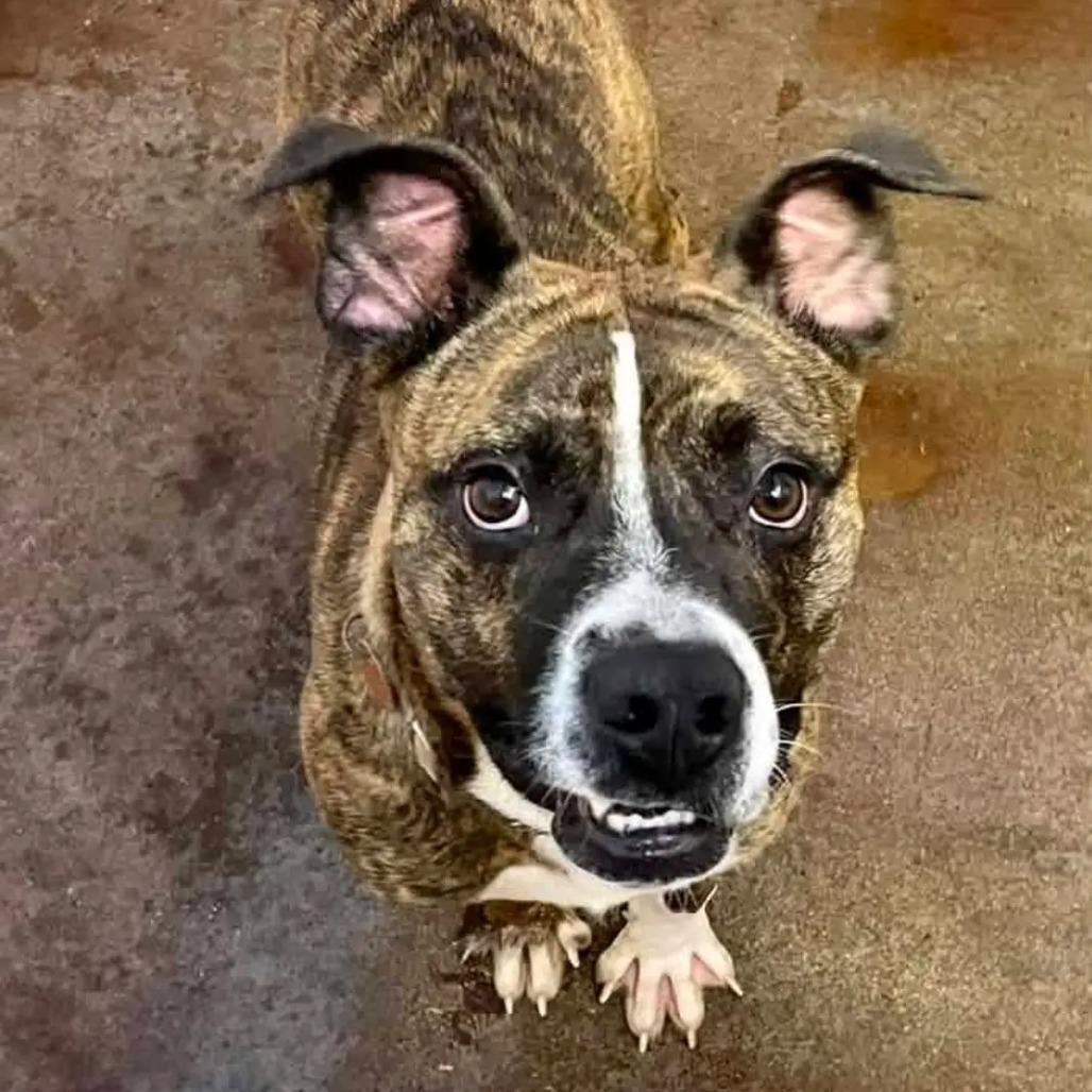 Bart, Adoptable, Adult Male Hound & Mixed Breed.