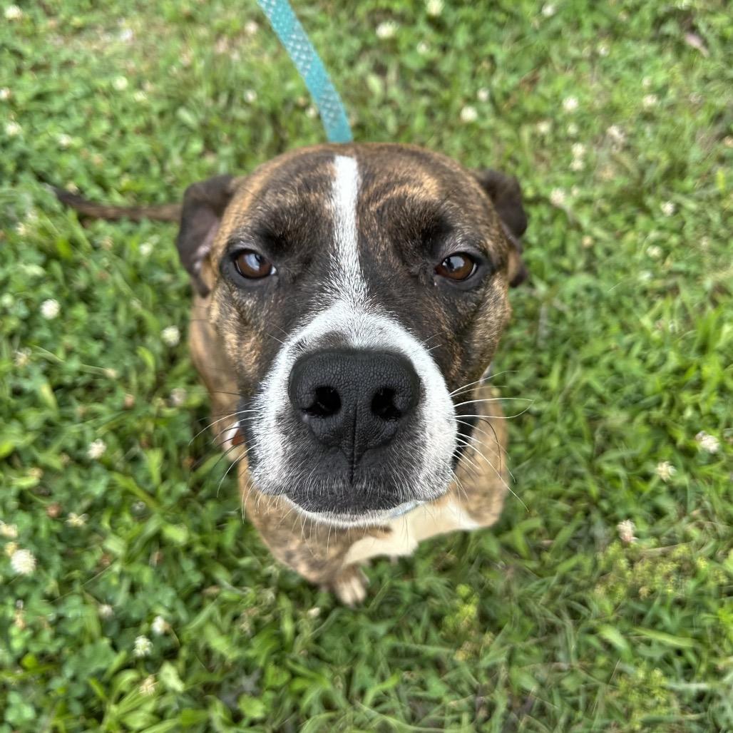 Enlarge Bart, a Adoptable mixed breed in Springfield, MO image 2/5