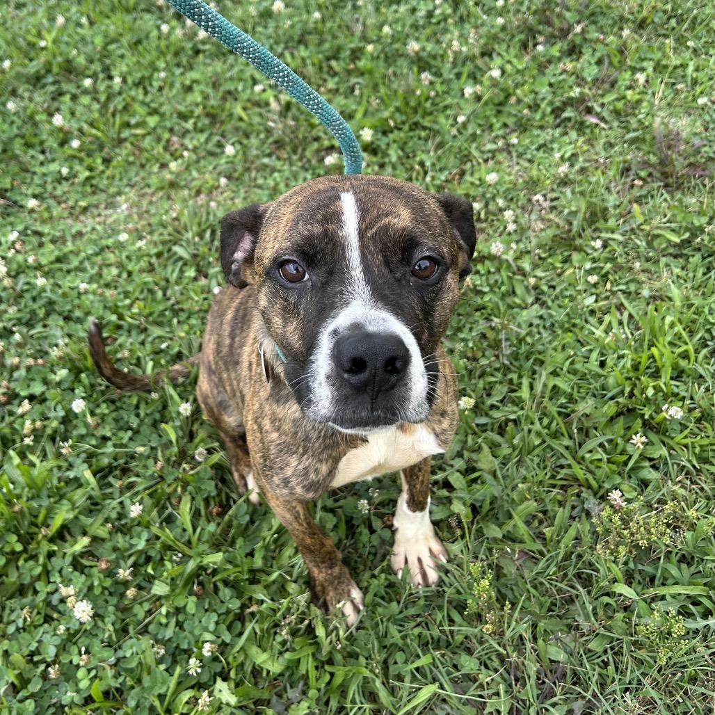 Enlarge Bart, a Adoptable mixed breed in Springfield, MO image 3/5