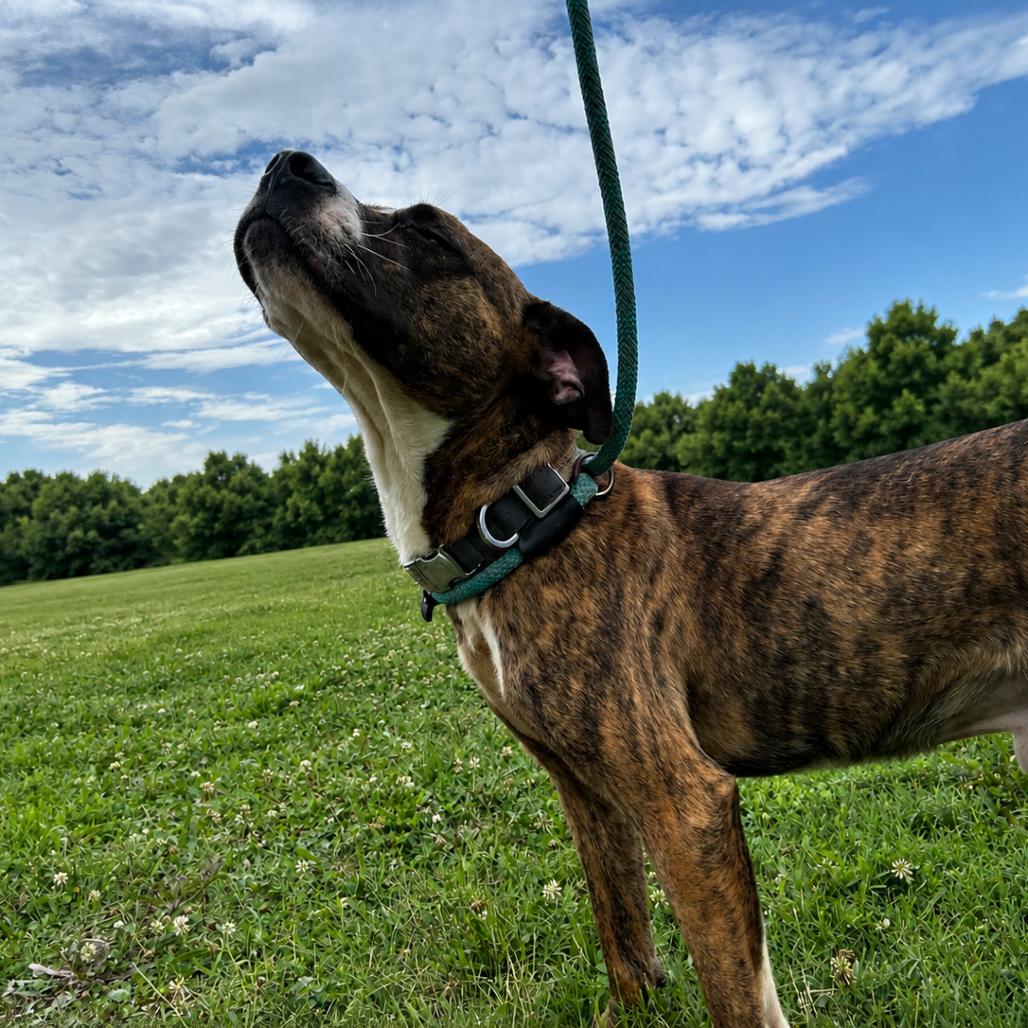 Enlarge Bart, a Adoptable mixed breed in Springfield, MO image 4/5