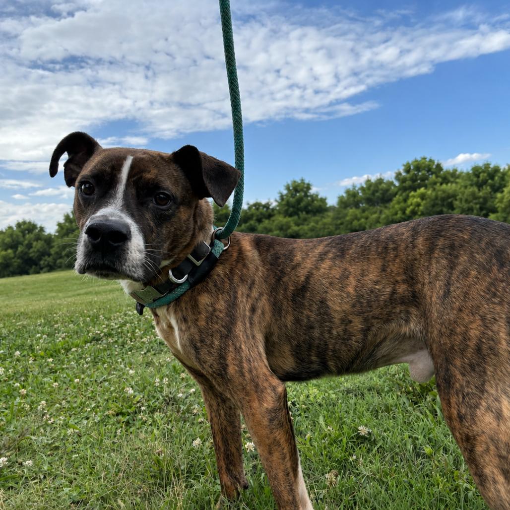 Enlarge Bart, a Adoptable mixed breed in Springfield, MO image 5/5
