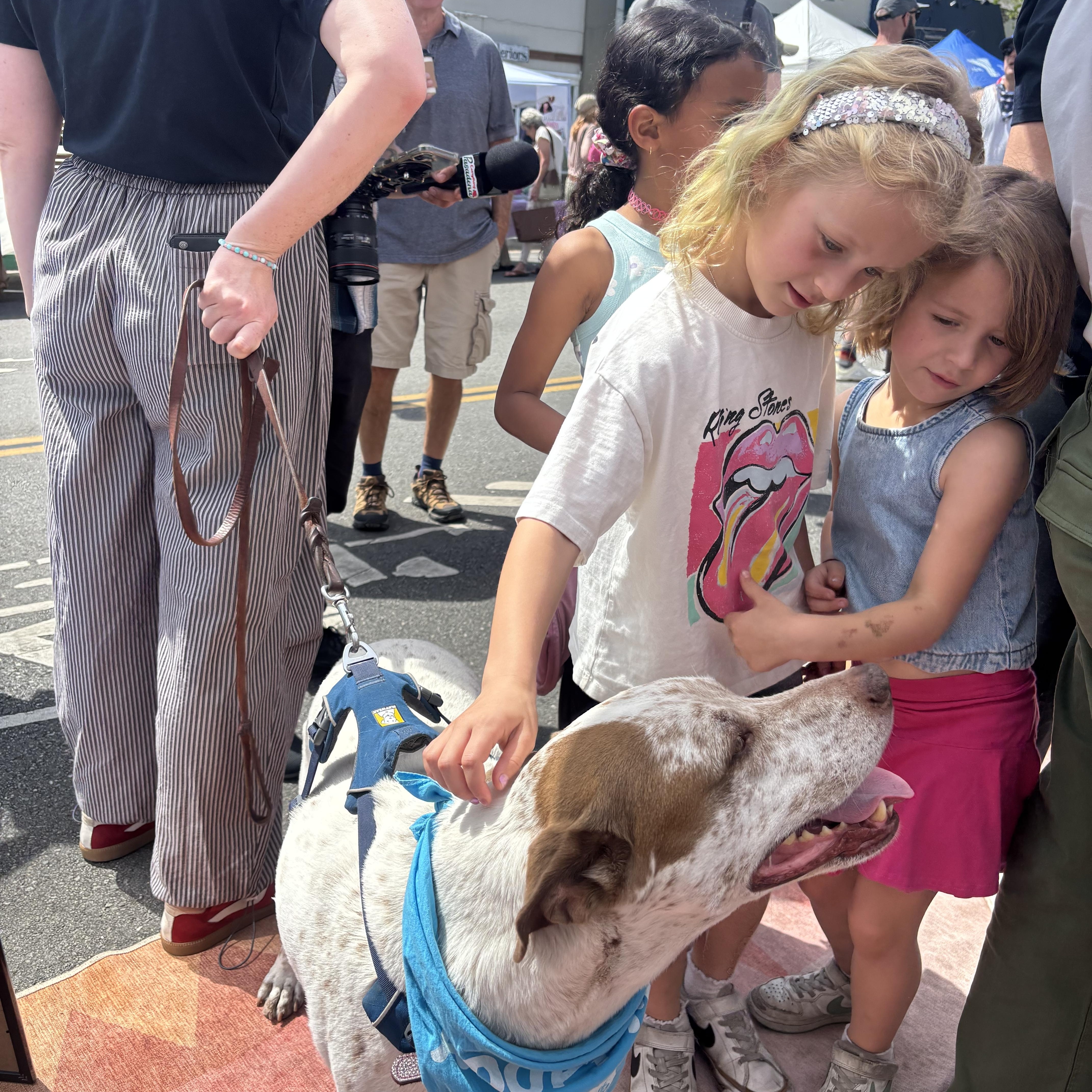 Enlarge Sebastian, a Adoptable mixed breed in Pasadena, CA image 4/6
