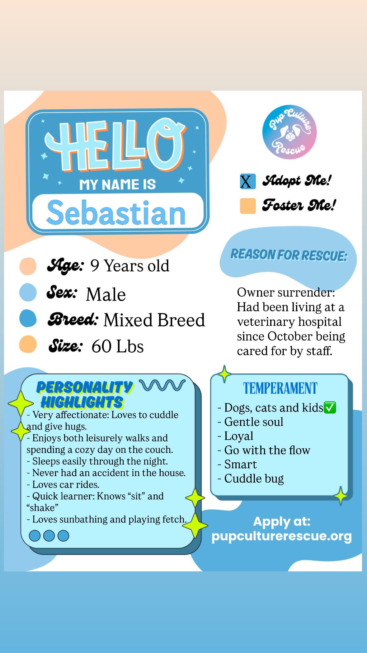 Enlarge Sebastian, a Adoptable mixed breed in Pasadena, CA image 2/6