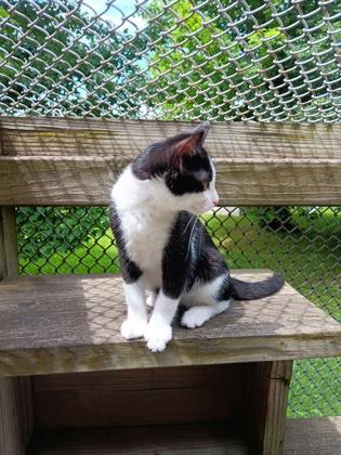 Spike, an adoptable Domestic Short Hair in Boyne City, MI, 49712 | Photo Image 2