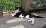 Spike, an adoptable Domestic Short Hair in Boyne City, MI, 49712 | Photo Image 1