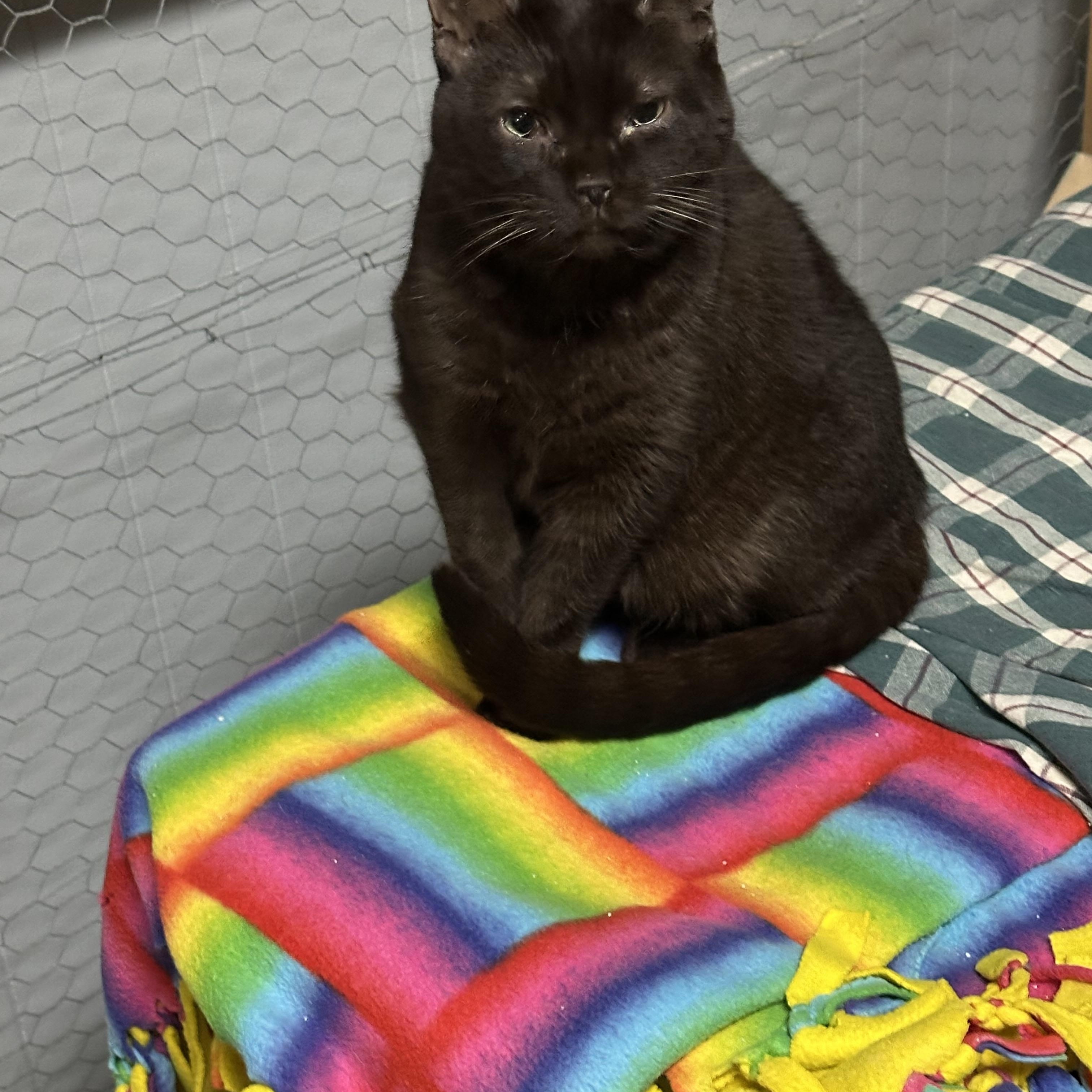 Enlarge Hersey, a Adopted Domestic Short Hair in Marlette, MI image 2/2