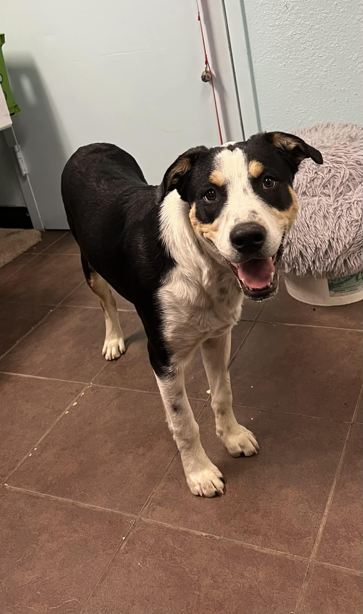 Enlarge Rolo, a ADOPTABLE mixed breed in Cleburne, TX image 2/2