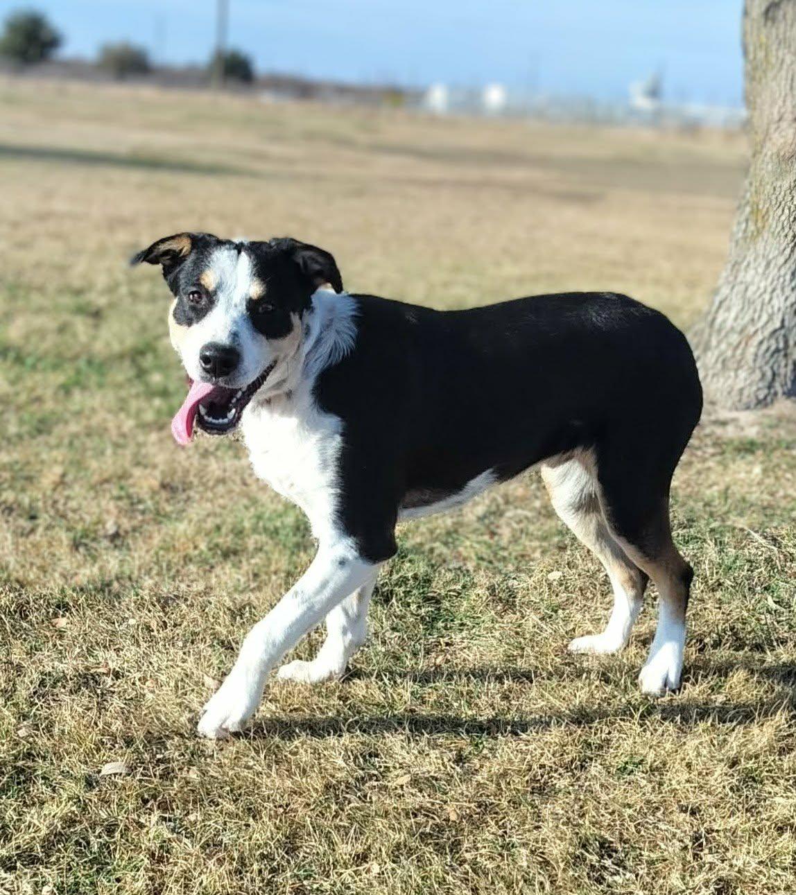 Enlarge Rolo, a ADOPTABLE mixed breed in Cleburne, TX image 1/2