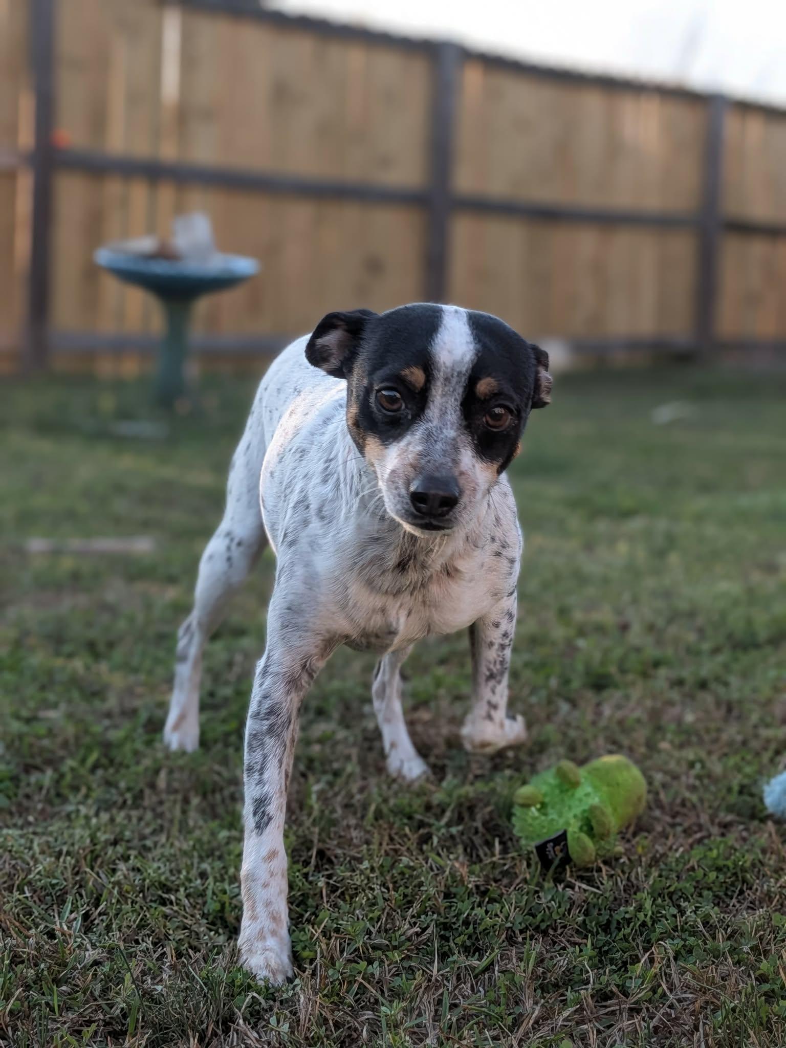 Dilbert, Adoptable, Young Male Jack Russell Terrier.