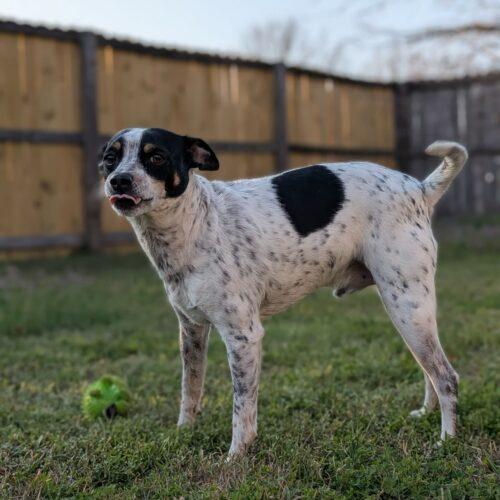 Dilbert, a Adoptable Jack Russell Terrier in Sanford, NC image 2/6