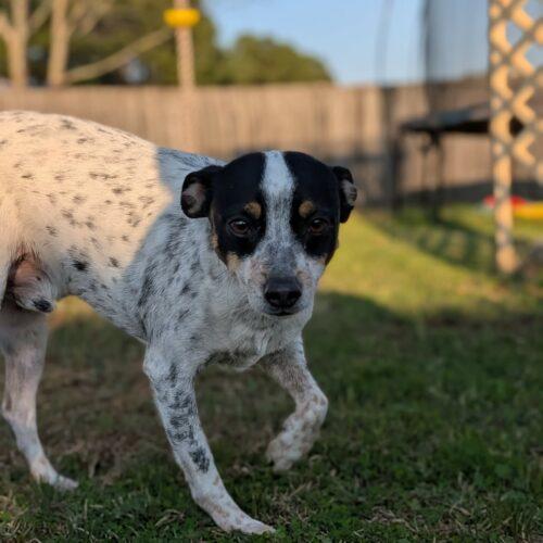 Dilbert, a Adoptable Jack Russell Terrier in Sanford, NC image 3/6
