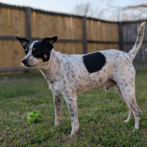 Dilbert, a Adoptable Jack Russell Terrier in Sanford, NC image 4/6