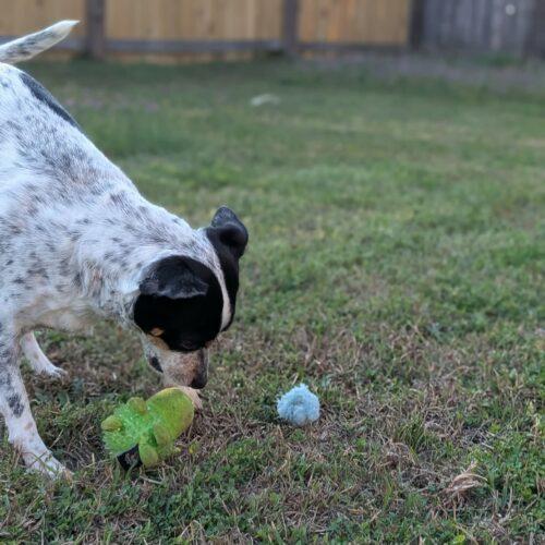 Dilbert, a Adoptable Jack Russell Terrier in Sanford, NC image 5/6