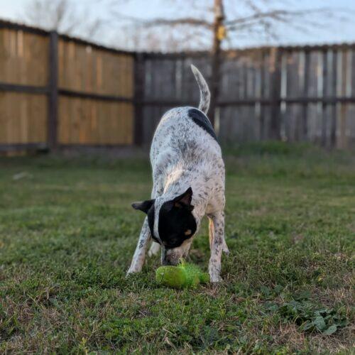 Dilbert, a Adoptable Jack Russell Terrier in Sanford, NC image 6/6