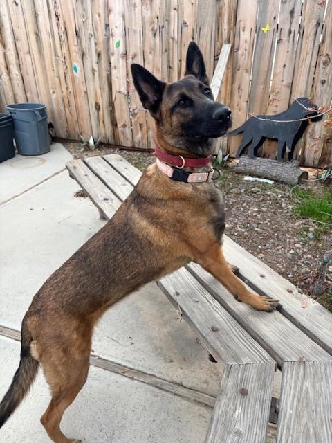 Enlarge Odette FKA Issa in CA, a Adoptable Belgian Shepherd / Malinois in Imlay City, MI image 1/2