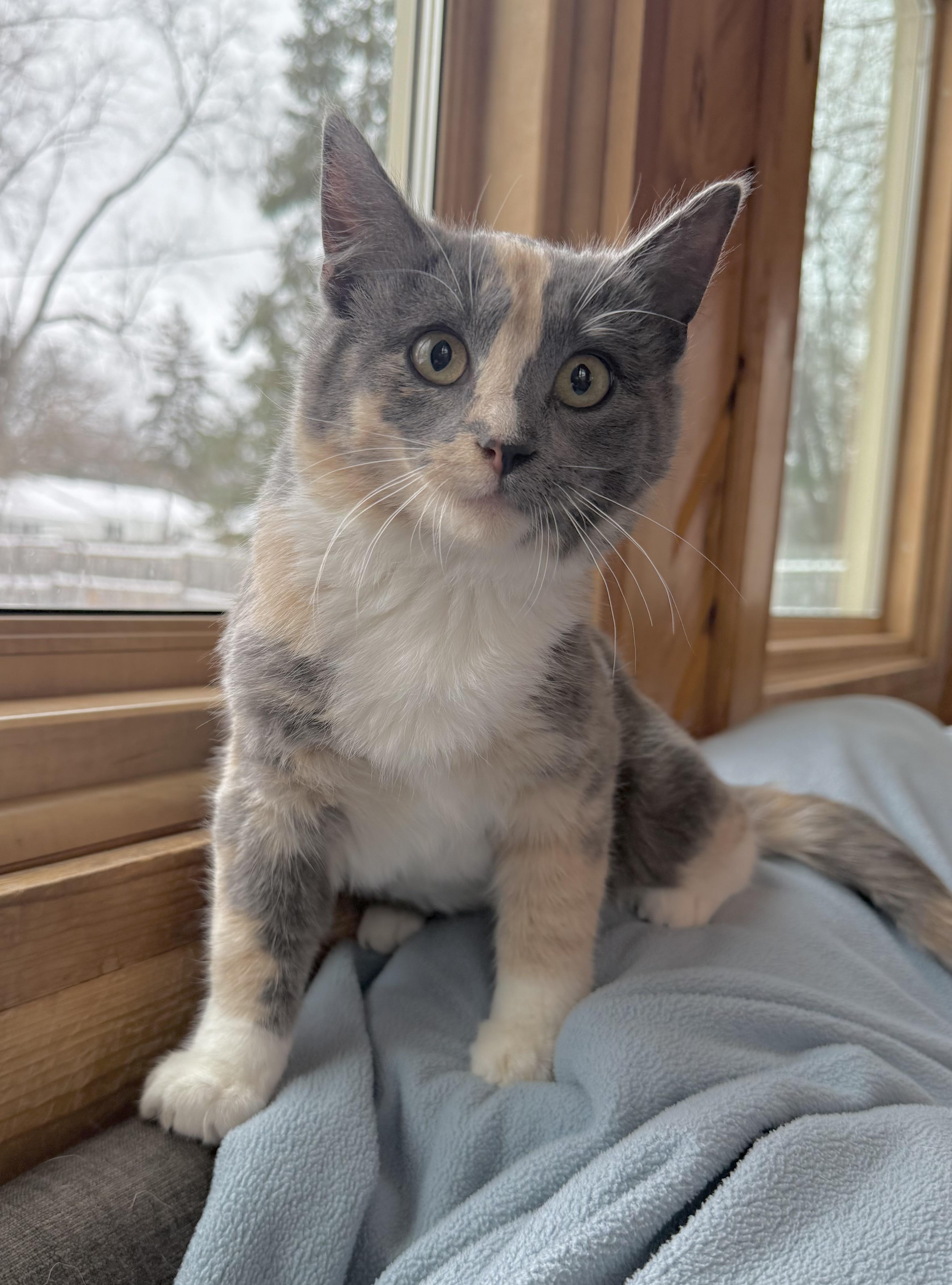 Lacey, adopted, Young Female Domestic Short Hair.