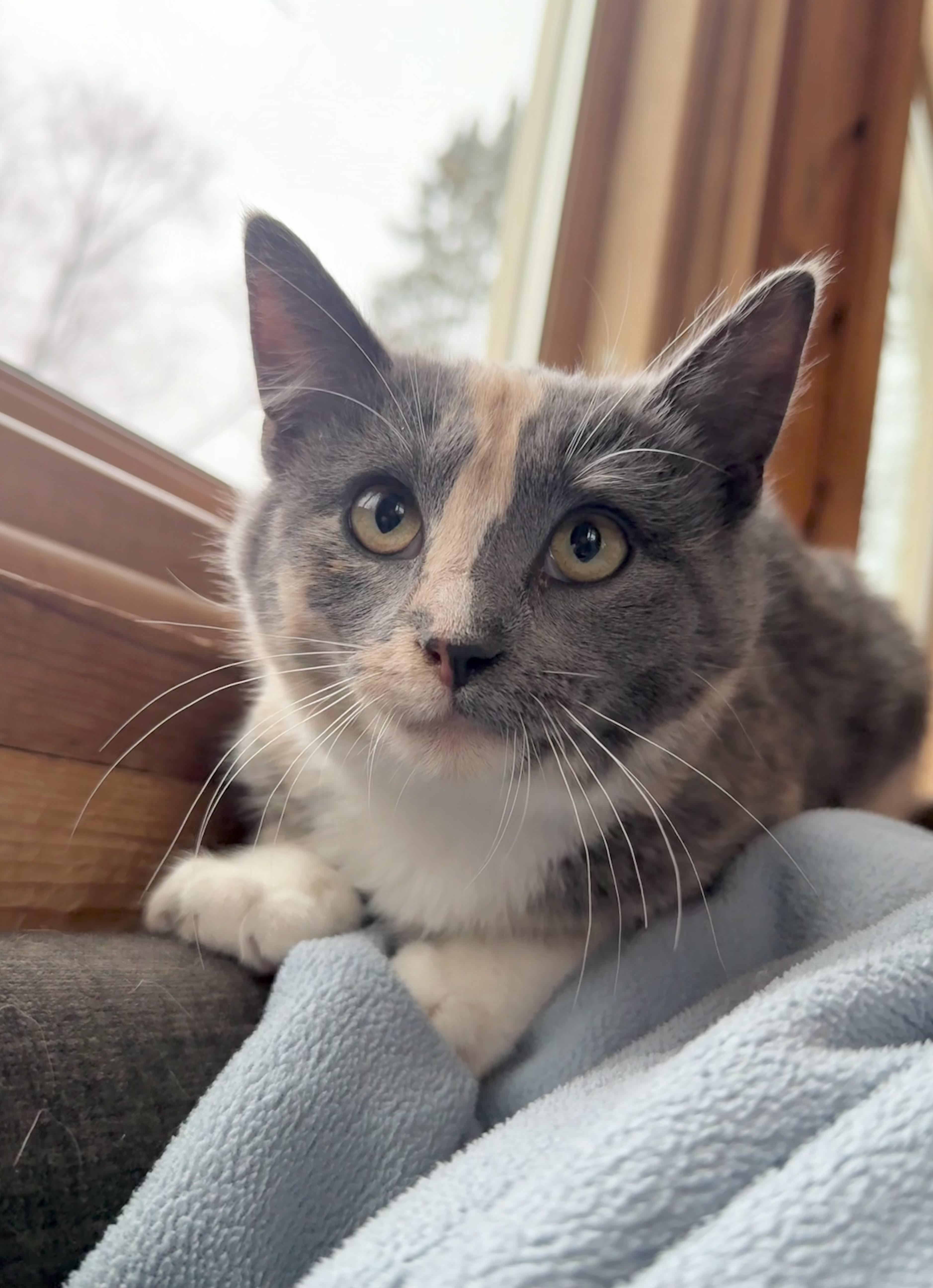 Lacey, an adopted Domestic Short Hair in Minneapolis, MN image 2/3