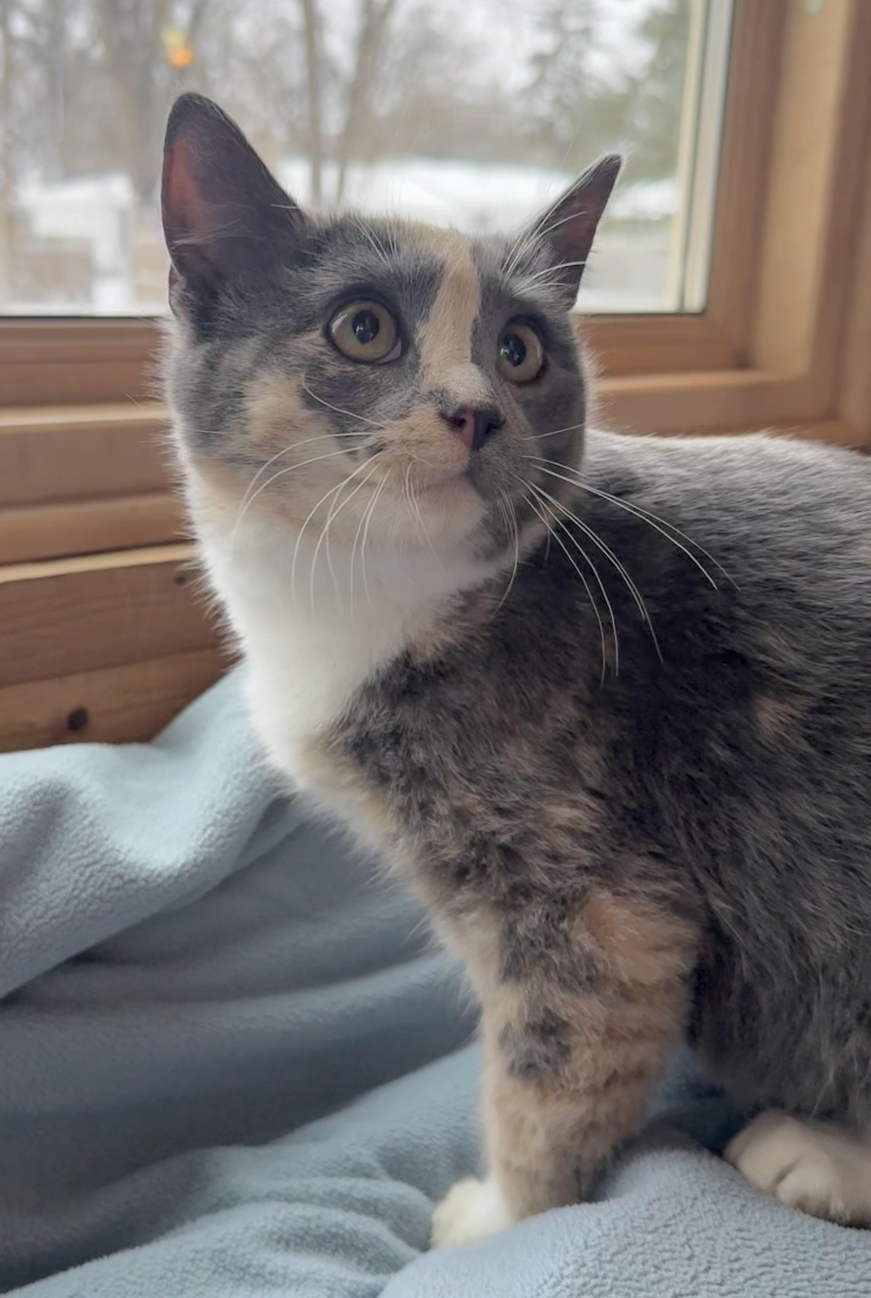 Lacey, an adopted Domestic Short Hair in Minneapolis, MN image 3/3