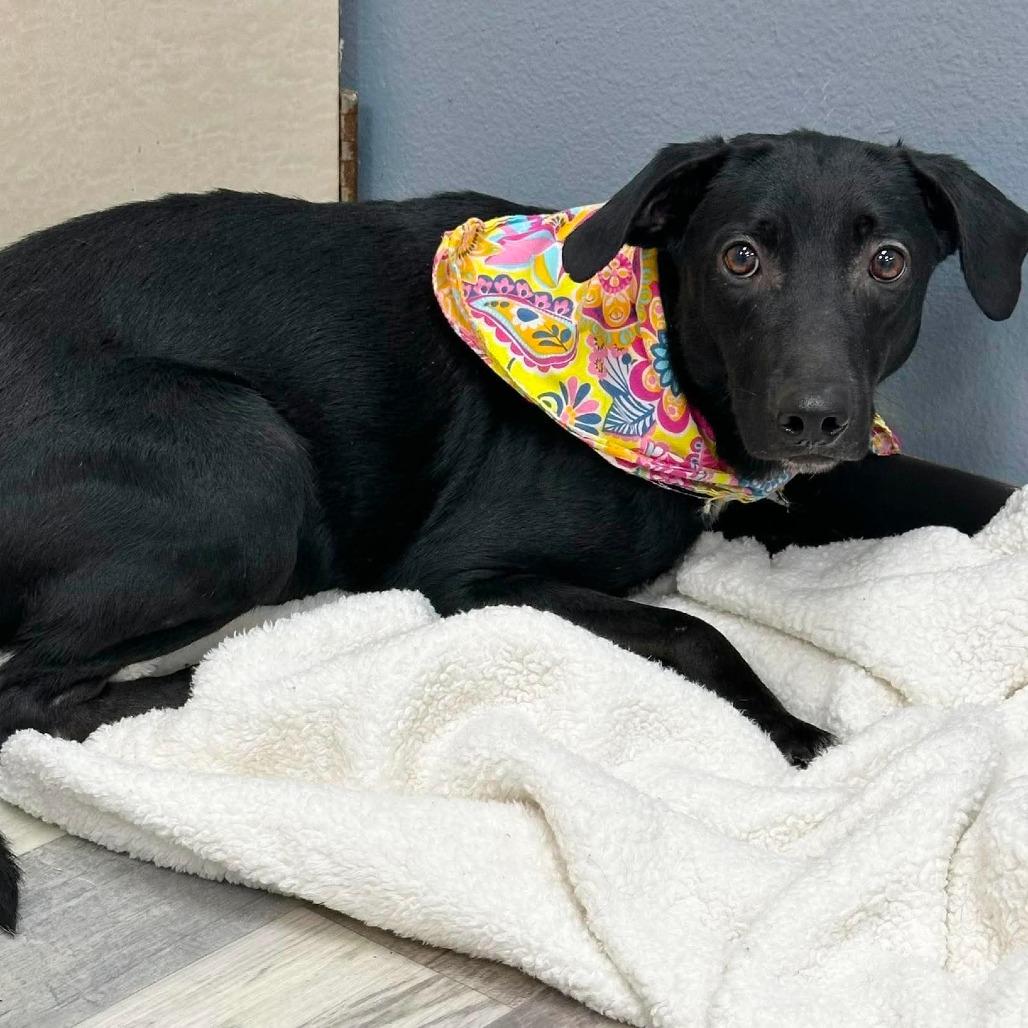 Tonks, a Adoptable Mixed Breed in Lufkin, TX image 1/4
