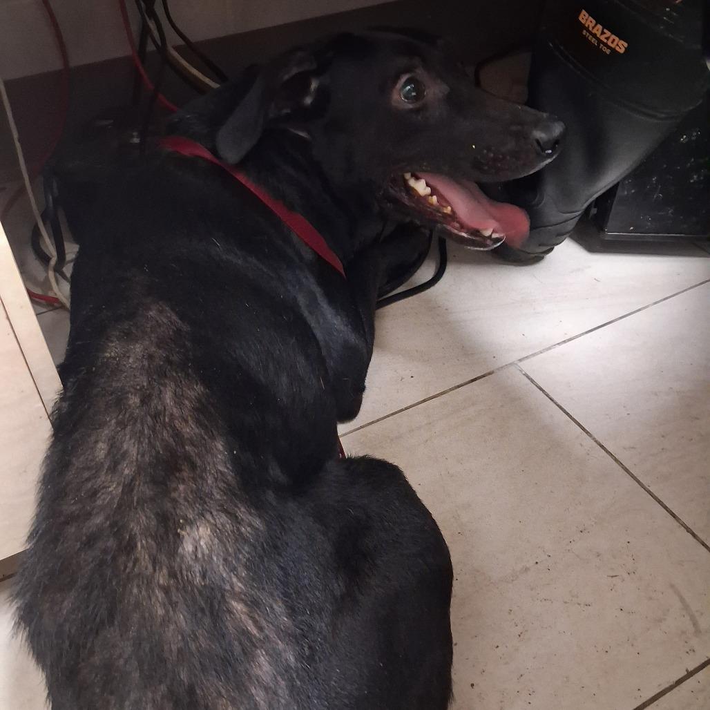 Tonks, a Adoptable Mixed Breed in Lufkin, TX image 2/4