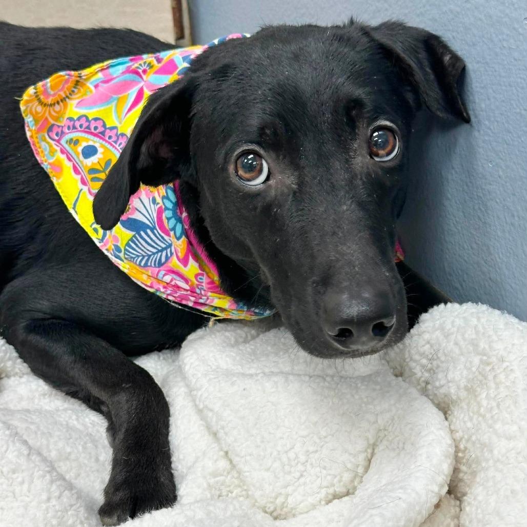 Tonks, a Adoptable Mixed Breed in Lufkin, TX image 3/4