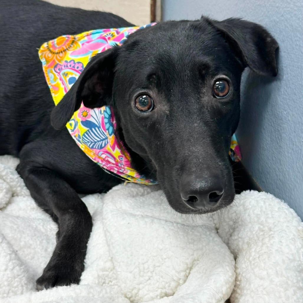 Tonks, a Adoptable Mixed Breed in Lufkin, TX image 4/4