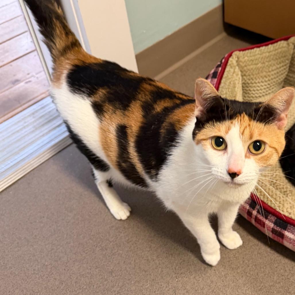 Pumpkin, Adoptable, Adult Female Domestic Short Hair.