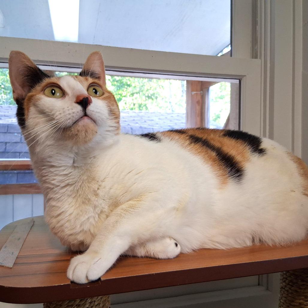 Enlarge Pumpkin, a Adoptable Domestic Short Hair in Middlebury, VT image 2/3