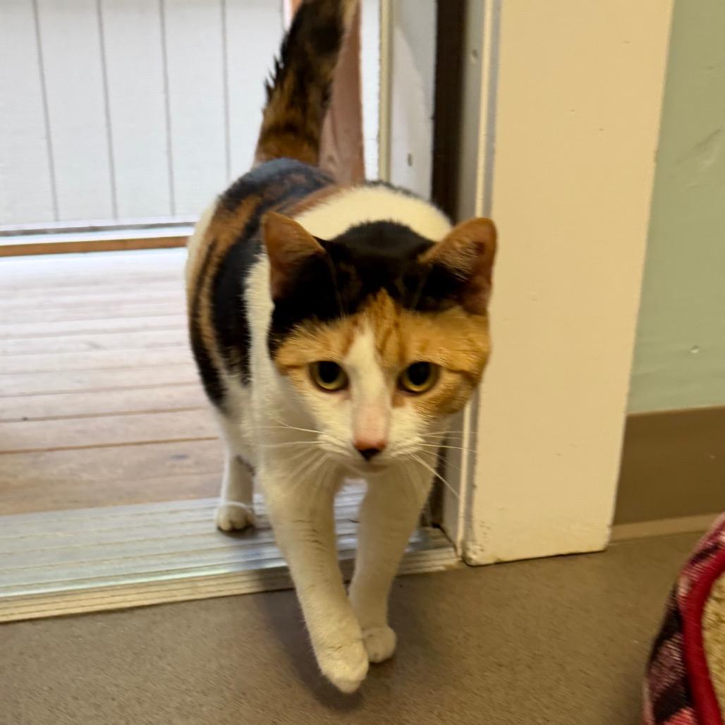 Enlarge Pumpkin, a Adoptable Domestic Short Hair in Middlebury, VT image 3/3