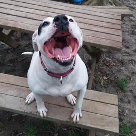 Patty, a Adoptable Pit Bull Terrier in Liberty, IN image 2/3