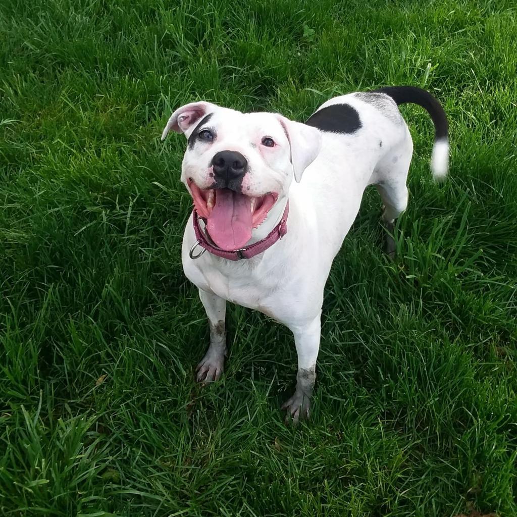 Patty, a Adoptable Pit Bull Terrier in Liberty, IN image 3/3