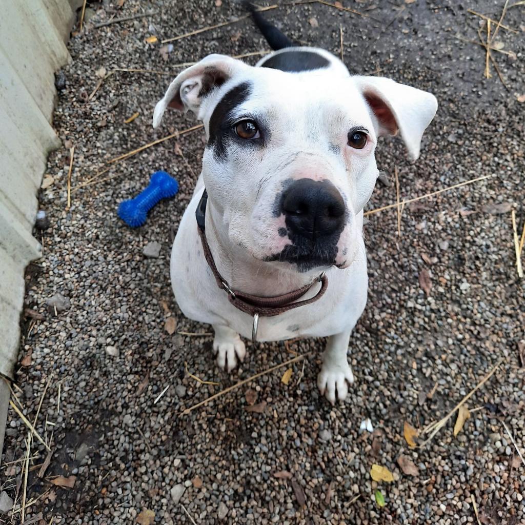 Enlarge Patty, a Adoptable Pit Bull Terrier in Liberty, IN image 2/3
