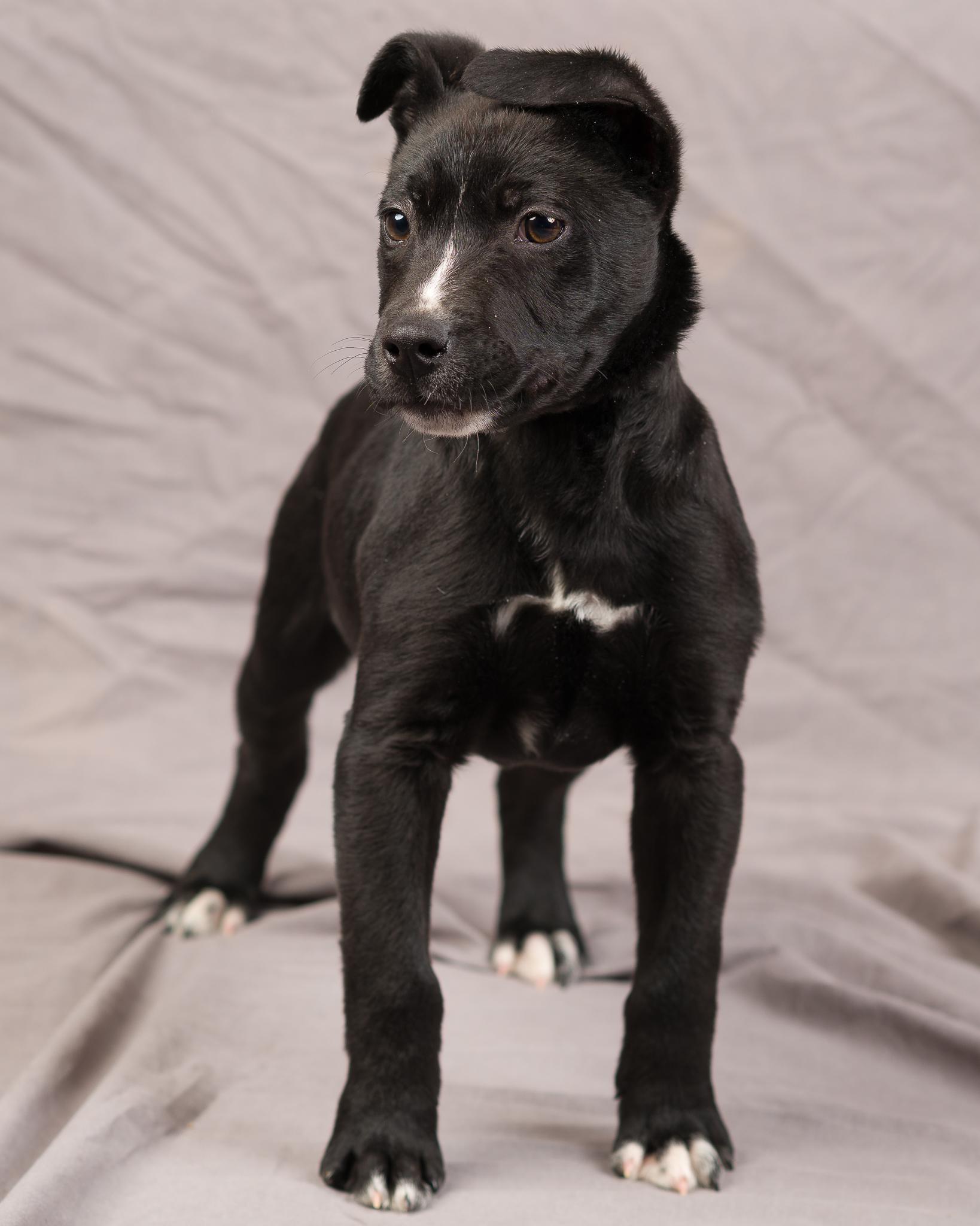 Coal, a ADOPTABLE mixed breed in Montour Falls, NY image 3/4