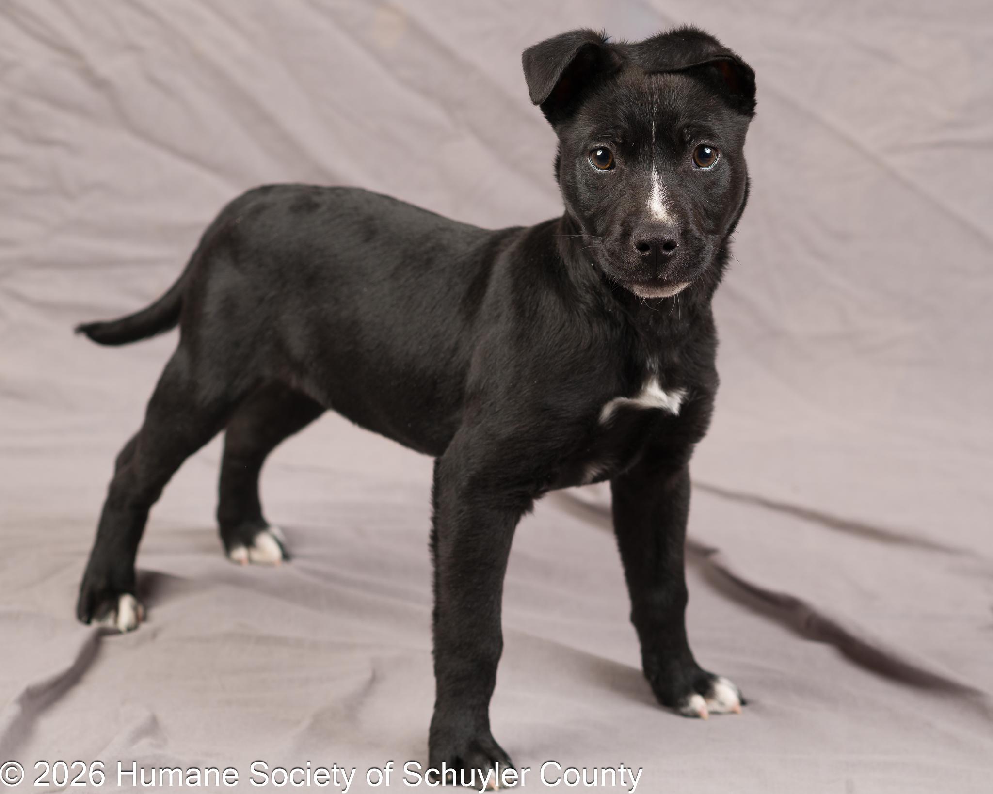 Coal, a ADOPTABLE mixed breed in Montour Falls, NY image 4/4