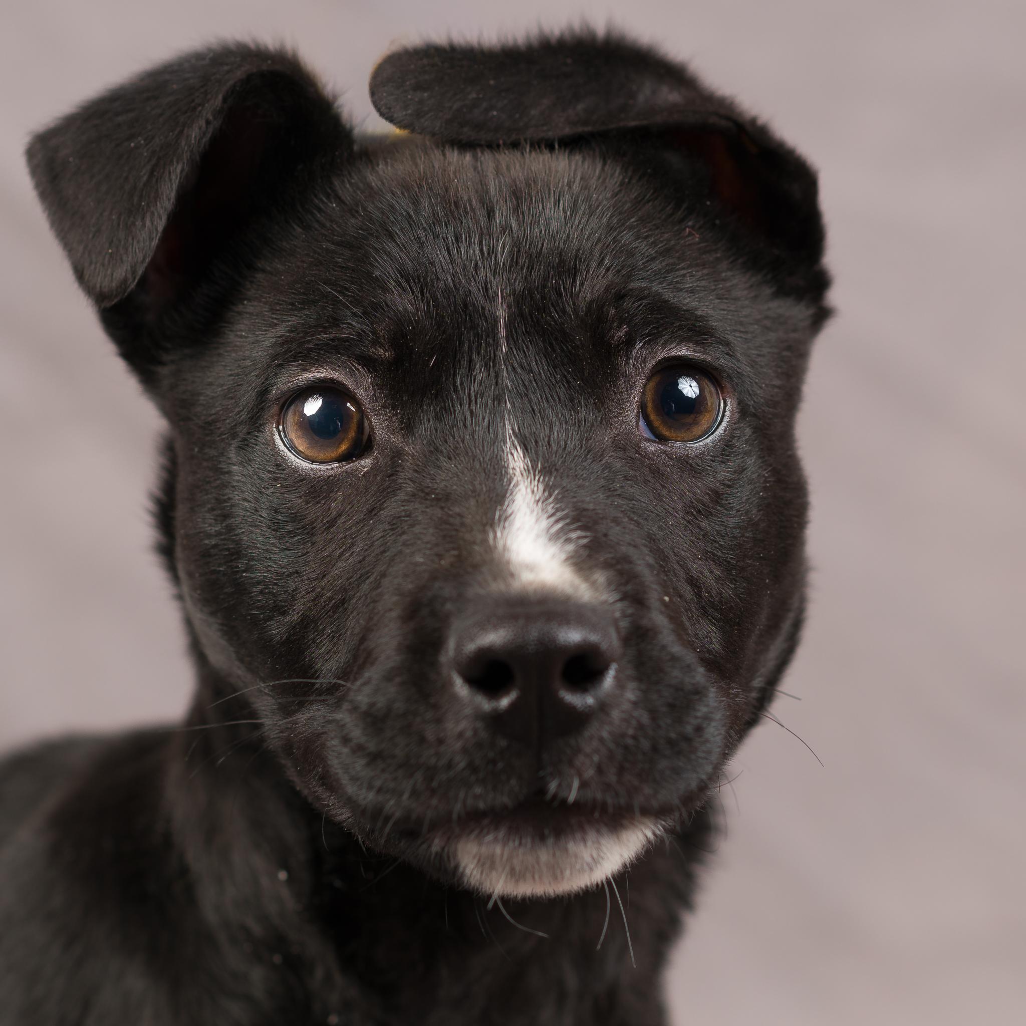 Coal, ADOPTABLE, Puppy Male Black Labrador Retriever.