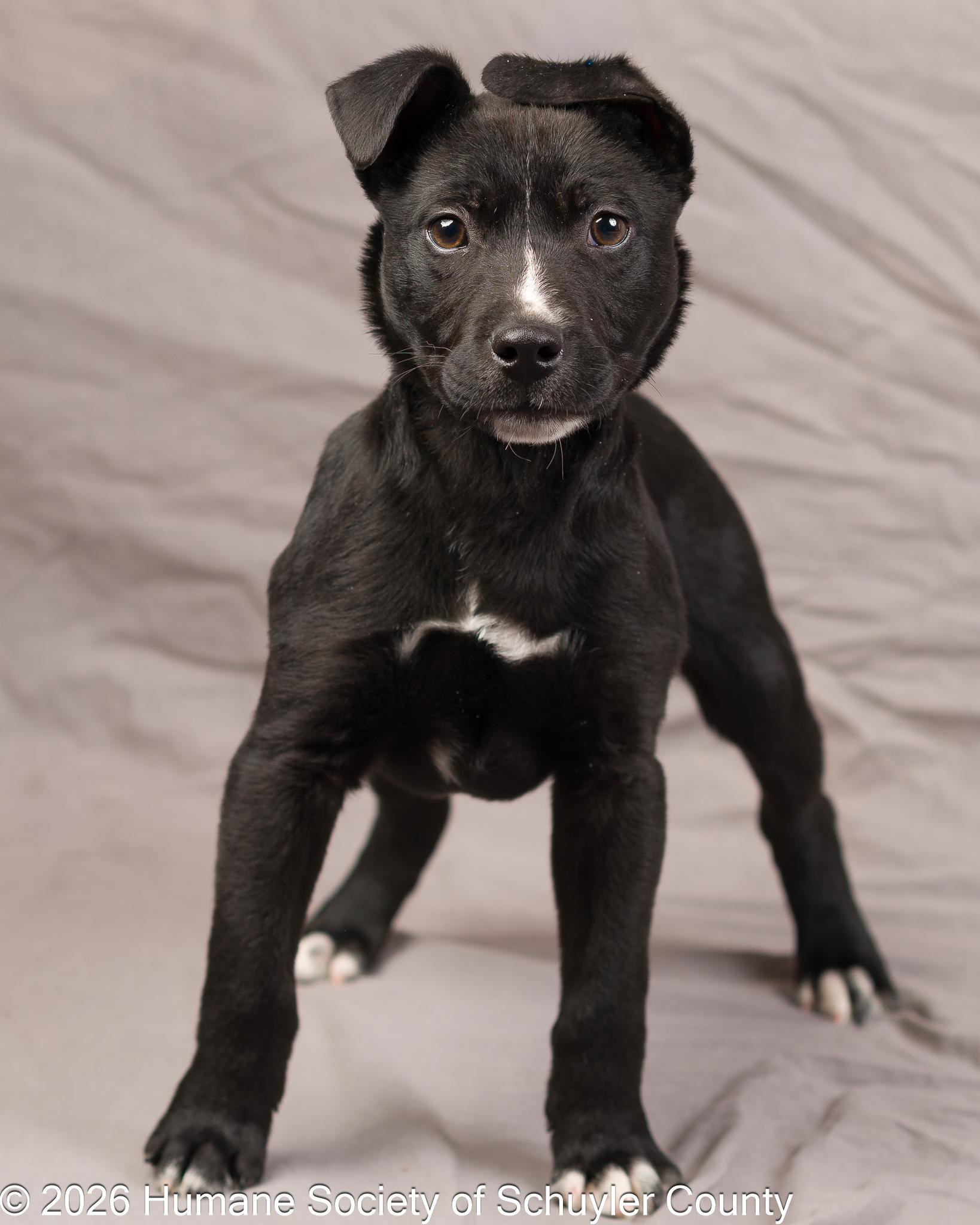 Coal, a ADOPTABLE mixed breed in Montour Falls, NY image 2/4