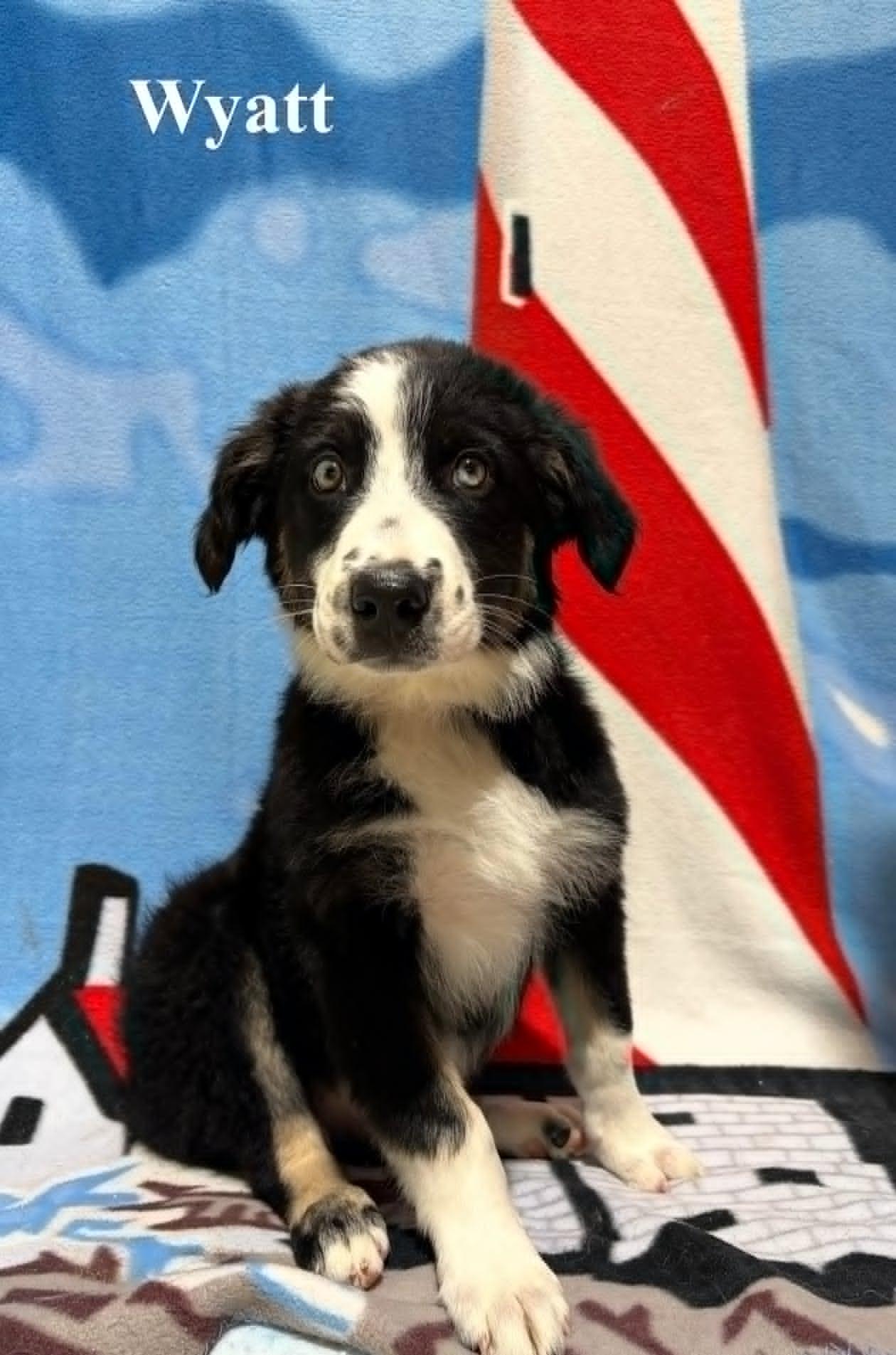 Wyatt, adopted, Puppy Male Australian Shepherd.