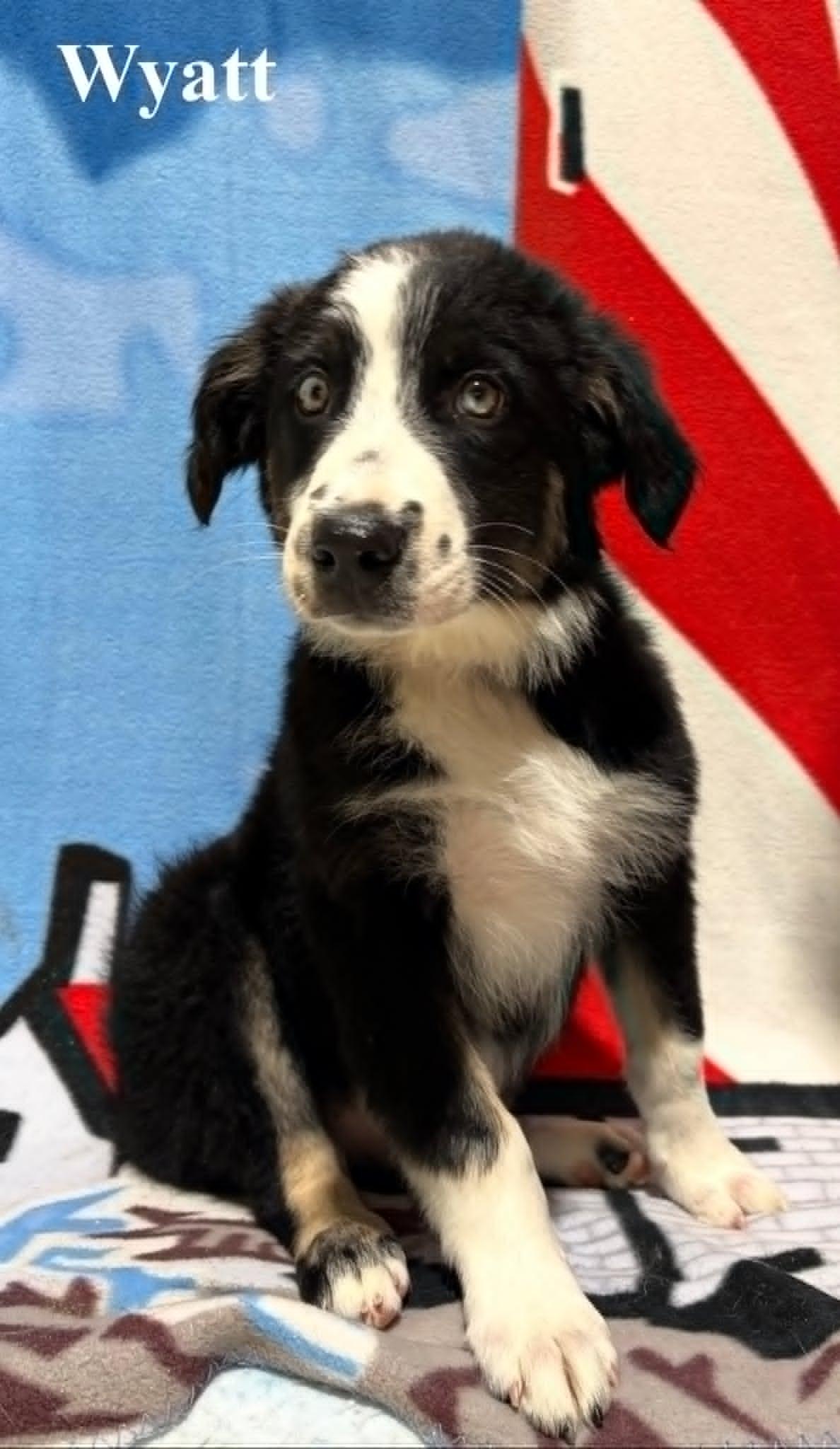 Wyatt, an adopted Australian Shepherd in Celina, OH image 2/4
