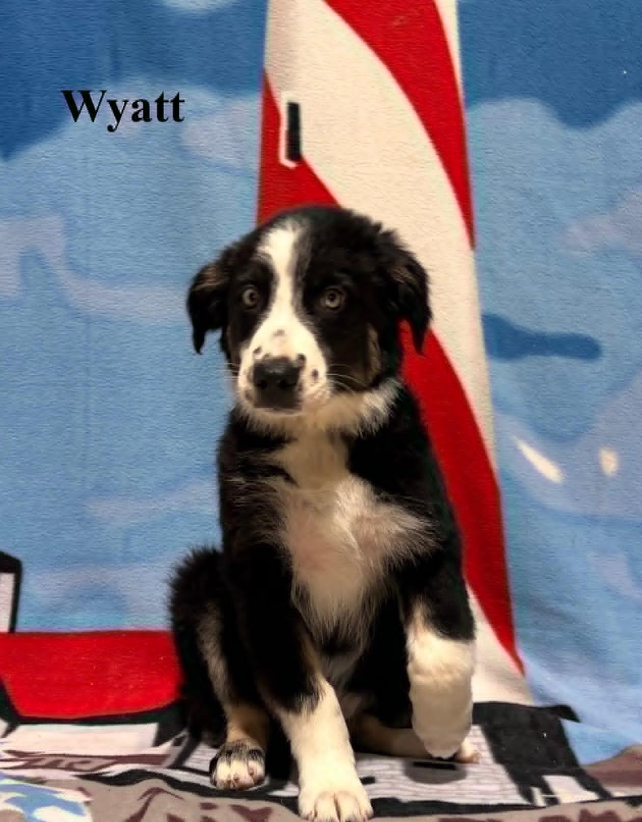 Wyatt, an adopted Australian Shepherd in Celina, OH image 3/4