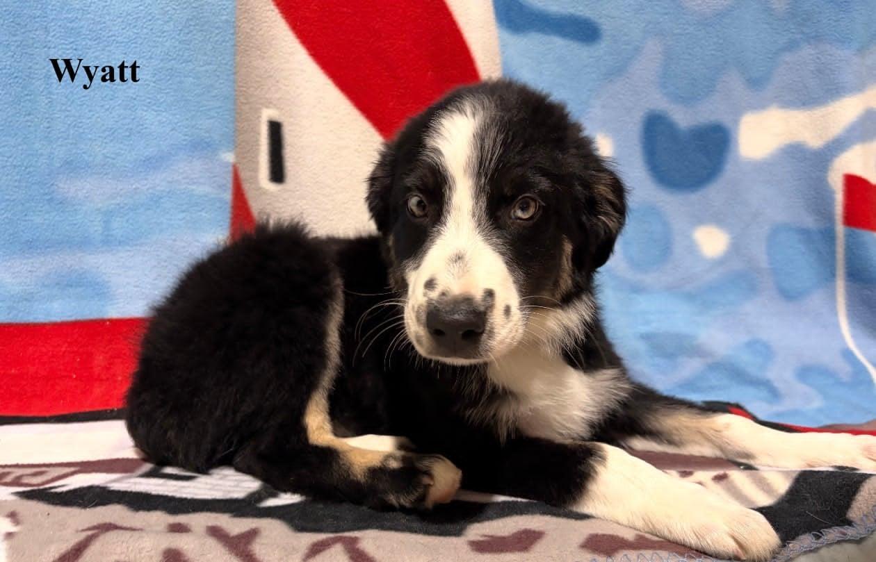 Wyatt, an adopted Australian Shepherd in Celina, OH image 4/4