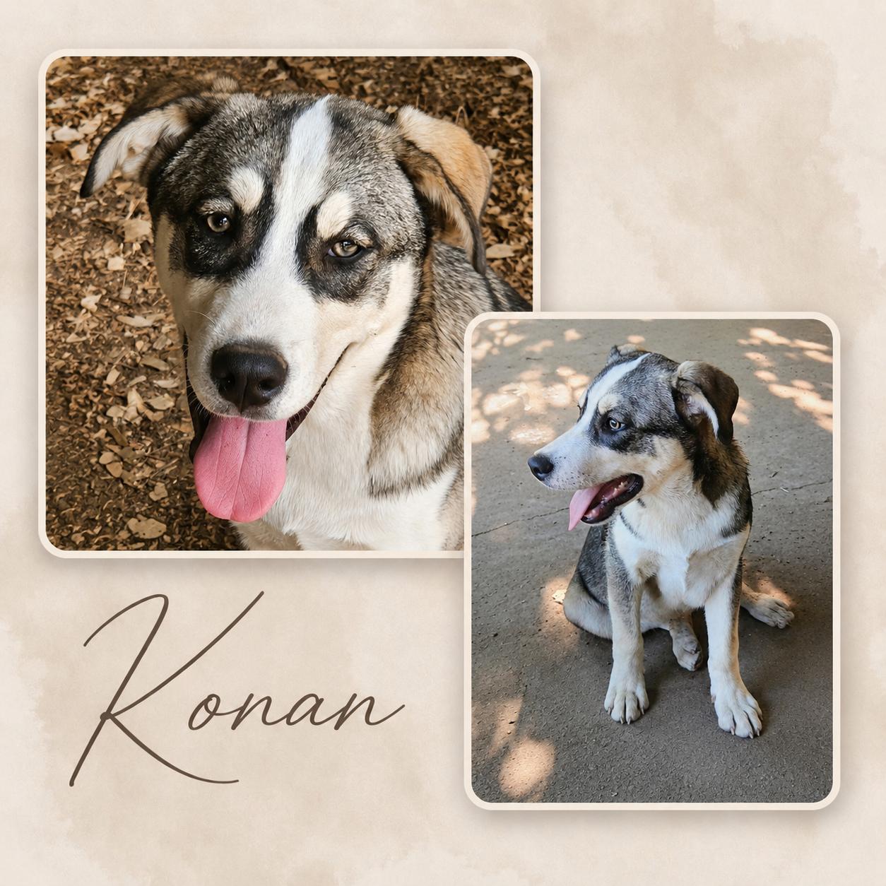 Konan (foster to adopt), ADOPTABLE, Young Male Husky & Labrador Retriever.