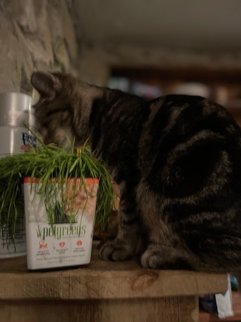 Enlarge Marble, a Adoptable mixed breed in Waveland, IN image 1/5